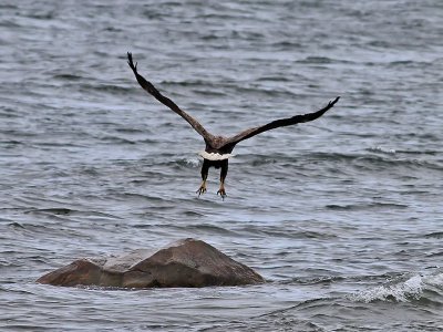 Havsrn <br> White-tailed eagle <br> Haliaeetus albicilla