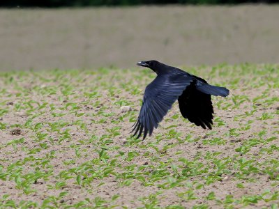 Korp Raven Corvus corax