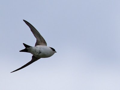 Hussvala House martin Delichon urbica