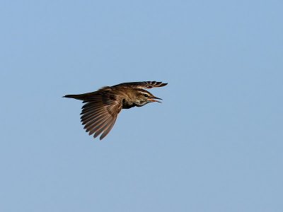 Svsngare<br> Sedge Warbler<br> Acrocephalus schoenobaenus
