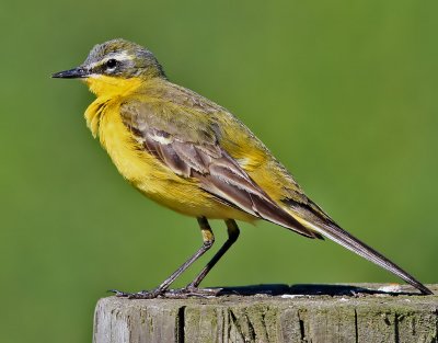 Gulrla  Yellow wagtail Motacilla flava (flava)