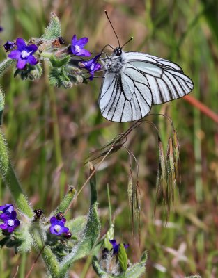 Hagtornsfjril<br> Black Veined White<br>Aporia crataegi