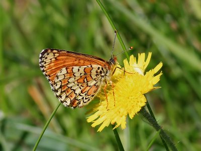 ngsntfjril Glanville FritillaryMelitaea cinxia