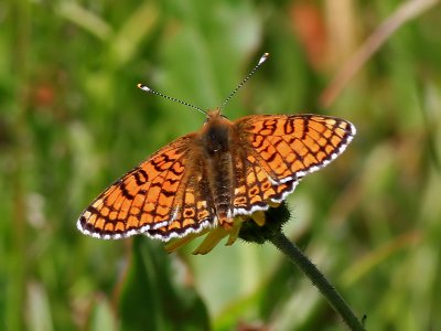 ngsntfjril Glanville FritillaryMelitaea cinxia
