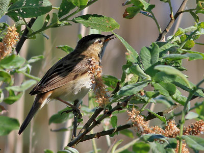 Svsngare Sedge Warbler Acrocephalus schoenobaenus