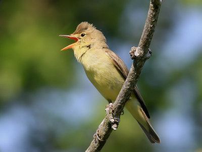 Hrmsngare Icterine Warbler Hippolais icterina