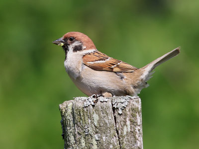 Pilfink Passer montanus Eurasian Tree Sparrow