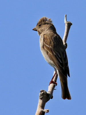 Rosenfink Carpodacus erythrinus Common Rosefinch