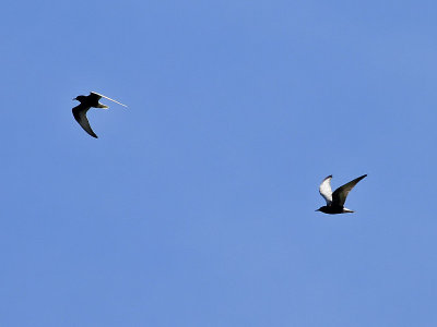 Vitvingad trna<br> Chlidonias leucopterus<br> White-winged Tern