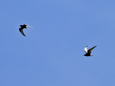 Vitvingad trna Chlidonias leucopterus White-winged Tern