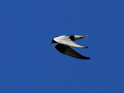 Vitvingad trna<br> Chlidonias leucopterus<br> White-winged Tern