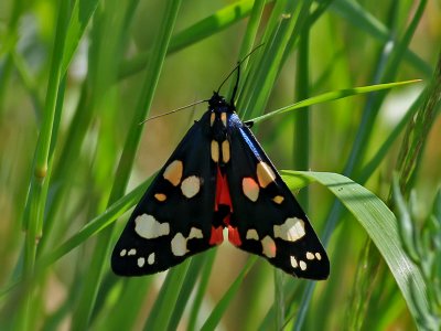 Flckig glansspinnare Scarlet TigerCallimorpha dominula