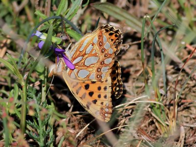 Storflckig prlemorfjril Queen of Spain FritillaryIssoria lathonia