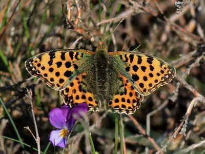 Storflckig prlemorfjril Queen of Spain FritillaryIssoria lathonia