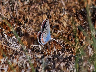 Ljungblvinge Silver-studded BluePlebejus argus