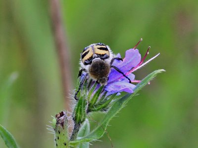 Humlebagge<br> Bee Beetle<br>Trichius fasciatus