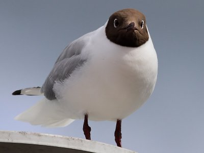 Skrattms Black-headed Gull Chroicocephalus ridibundus