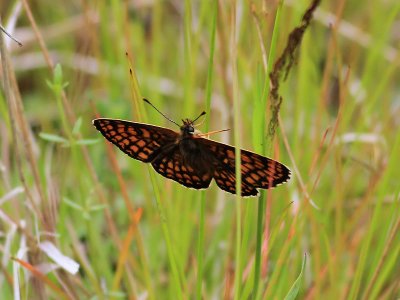 Skogsntfjril Heath Fritillary Melitaea athalia