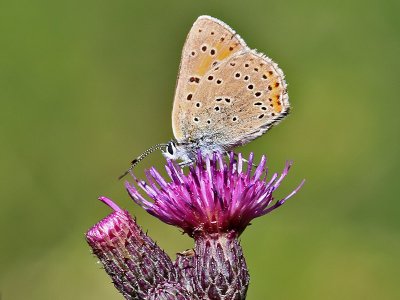 Violettkantad guldvinge Purple Edged Copper Lycaena hippothoe