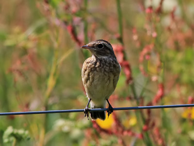 Buskskvtta Whinchat Saxicola rubetra