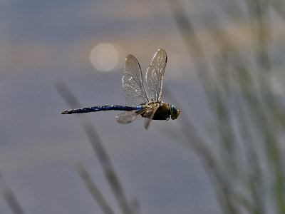 KejsartrollslndaEmperor dragonflyAnax imperator