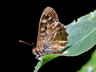 Kvickgrsfjril Specled Wood Pararge aegeria tircus