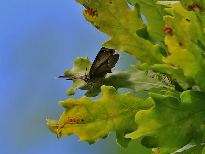 Eksnabbvinge Purple Hairstreak Favonius quercus