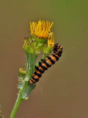 Karminspinnare Cinnabar mothTyria jacobaeae