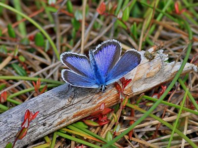 Ljungblvinge  Silver-studded BluePlebejus argus