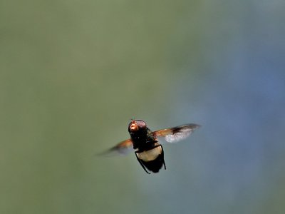Fnsterblomfluga  Volucella pellucens