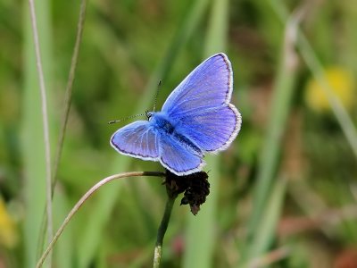 PuktrneblvingeCommon bluePolyommatus icarus