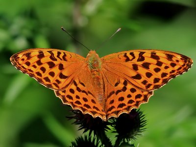 Silverstreckad prlemorfjril Silver-washed Fritillary Argynnis paphia