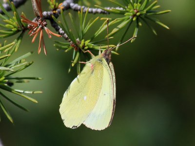 Svavelgul hfjrilMoorland Clouded Yellow Colias palaeno