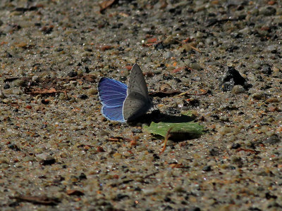 Tosteblvinge Holly blueCelastrina argiolus