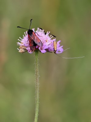 Klubbsprtad bastardsvrmareBlood Droplet BurnetZygaena minos