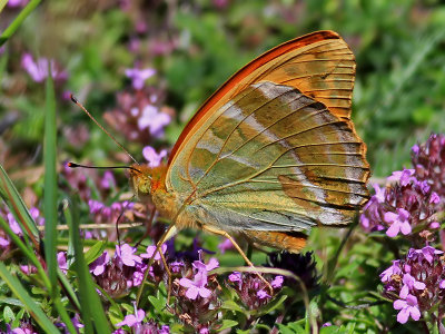 Silverstreckad prlemorfjril Silver-washed Fritillary Argynnis paphia