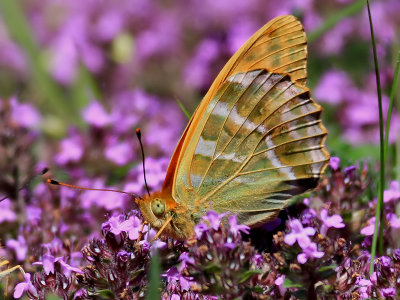 Silverstreckad prlemorfjril  Silver-washed Fritillary  Argynnis paphia