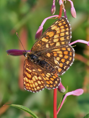 Skogsntfjril Heath Fritillary Melitaea athalia