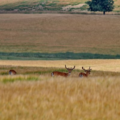 Dovhjort Fallow Deer  Dama dama