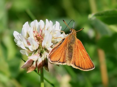 Mindre ttelsmygare European Skipper  Thymelicus lineola