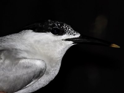 Kentsk trna Sterna sandvicensis Sandwich Tern