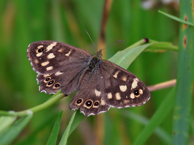 Kvickgrsfjril Specled Wood Pararge aegeria tircus