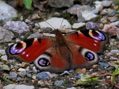 Pfgelga Peacock Inachis io