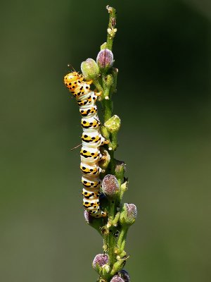  Grenkungsljuskapuschongfly Shargacucullia lychnitis