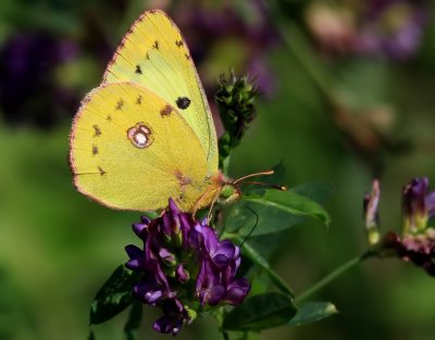 Ljusgulhfjril Pale Clouded Yellow Colias hyale