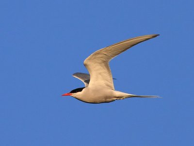 Silvertrna Arctic Tern Sterna paradisaea	
