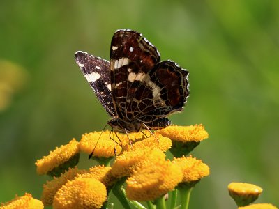 Kartfjril  Map ButterflyAraschnia levana