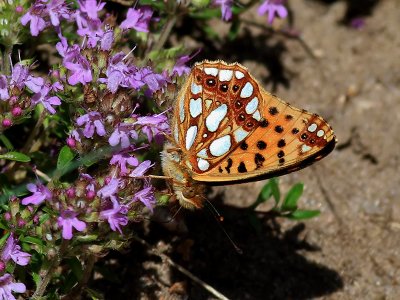Storflckig prlemorfjril Queen of Spain FritillaryIssoria lathonia