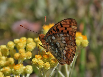  ngsprlemorfjrilDark green fritillaryArgynnis aglaja