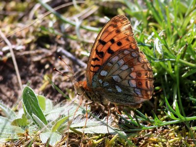  ngsprlemorfjrilDark green fritillaryArgynnis aglaja